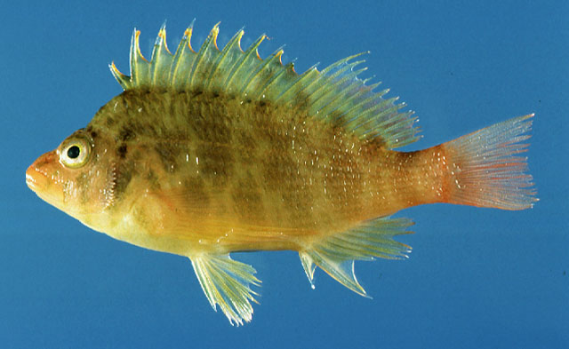 Cirrhitichthys aureus (Temminck & Schlegel, 1842)